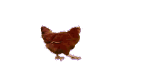 chicken